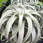 Тилландсия xerographica XL