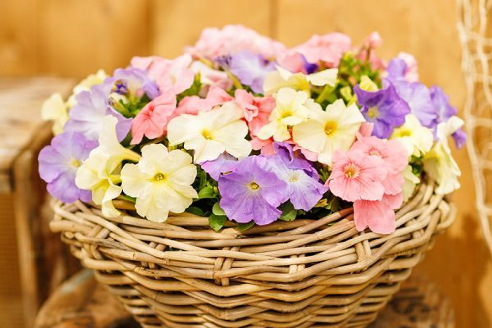 Петуния грандифлора Лимбо Джи Пи Пастель Микстуре (1000др) Витагрин Профи