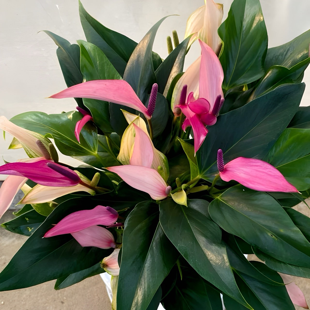 Антуриум Андре ZIZOU