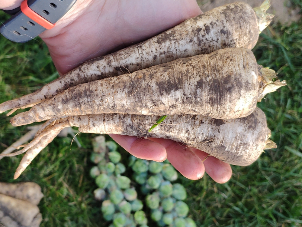 Корень петрушки чищеный