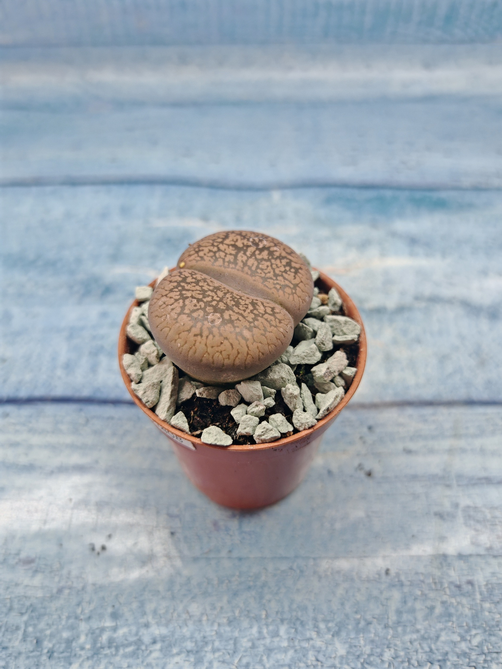 Lithops sp. (Литопсы)