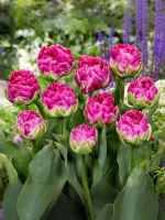 Тюльпан Пионовидный Викед ин Пинк