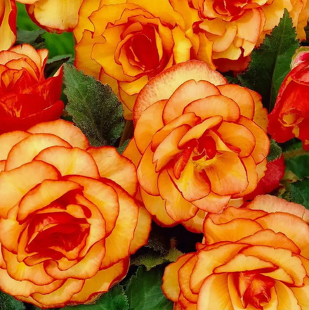 Бегония клубневая Пикоти еллоу ред март-апрель 26