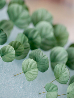 Набор вайнеров для лепки листьев эвкалипта Coprussia