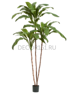 Кордилина Фрутикоза зелёная в-210 см 2/2 10.25007N