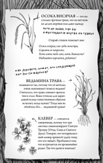 Роза Фалви и волшебник в саду