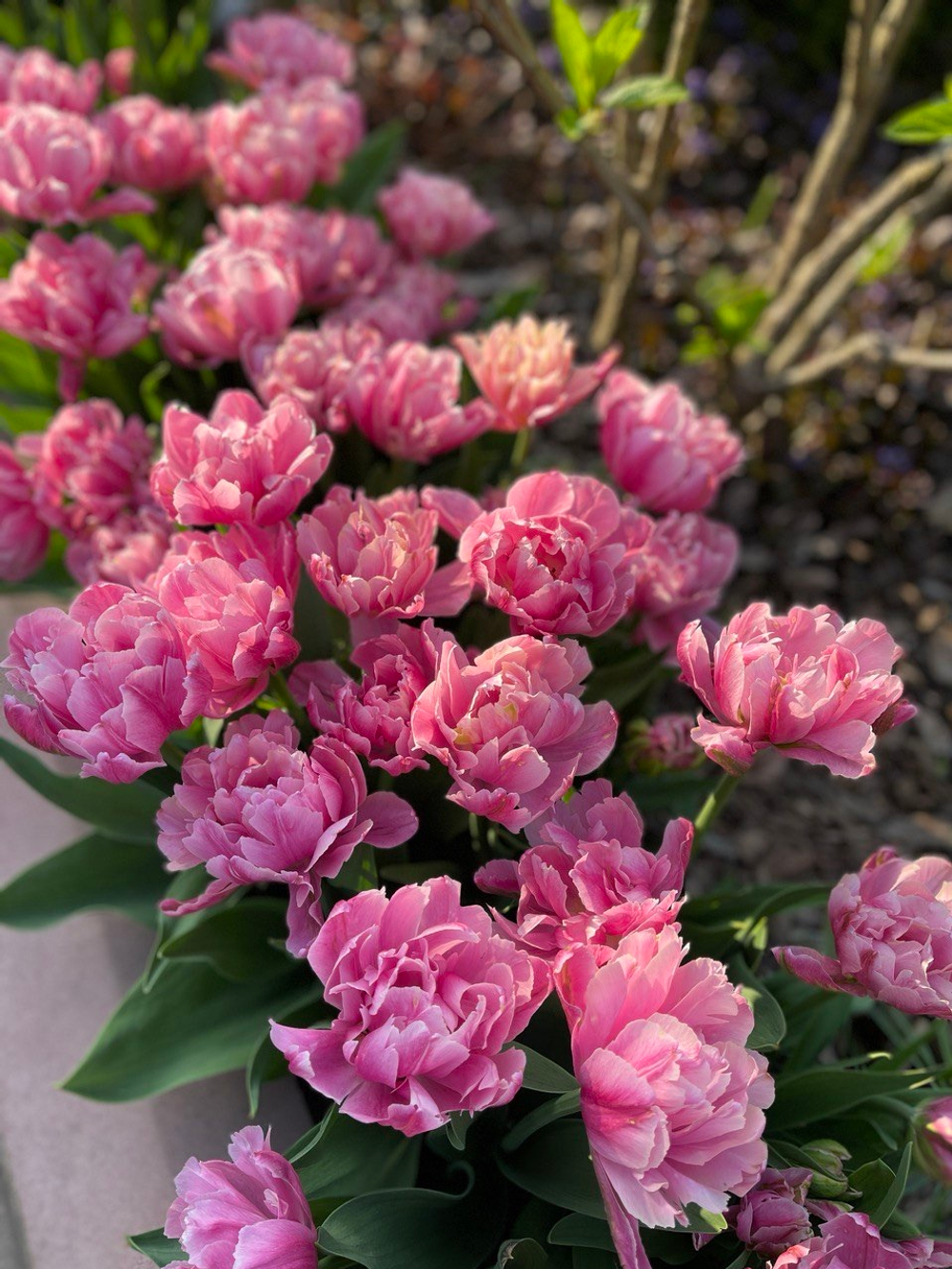 Тюльпан Pink Star 5 шт М26 осень 2025