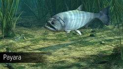 Ultimate Fishing Simulator - Amazon River (для ПК, цифровой код доступа)