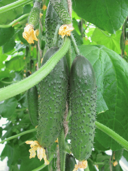 Платов F1 семена огурца партенокарпического (Гавриш) – фото 2