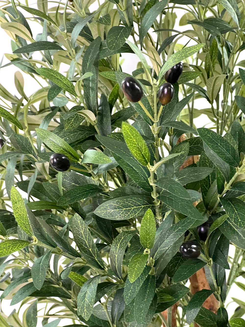 Олива 180 см.