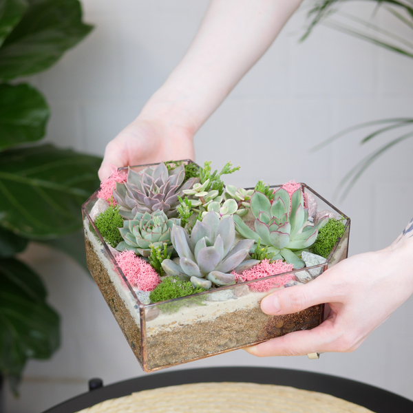 Готовый флорариум с суккулентами Сердце 20см