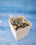 Opuntia Hintonii (Опунция)