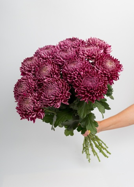 Букет их хризантемы Бигуди XL #1