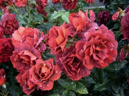 Хот Шоколад (Hot Chocolate)