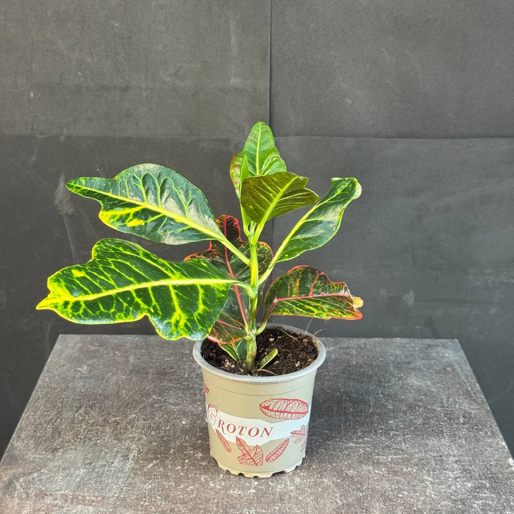 Кротон (Codiaeum variegatum)