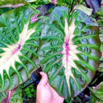 Колоказия SPIRIT OF PHARAON