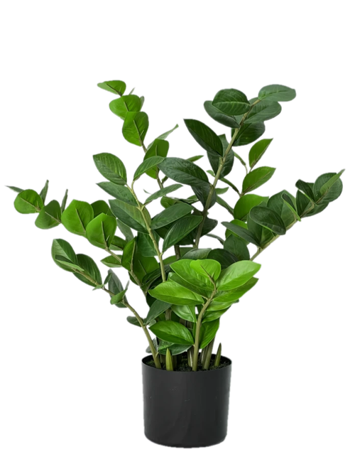 Замиокулькас 60 см