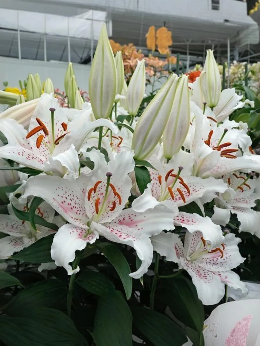 Лилия Мускадет (Восточный гибрид)