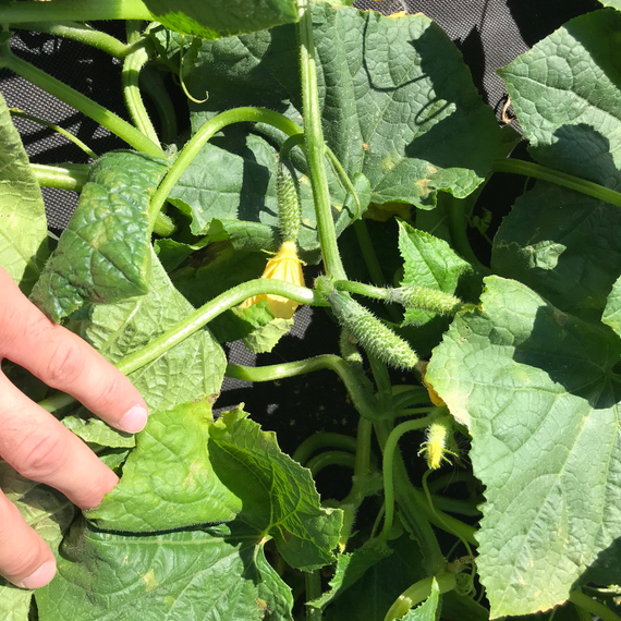 РОМАРА F1 семена огурца (Rijk Zwaan | Alexagro) – фото 6