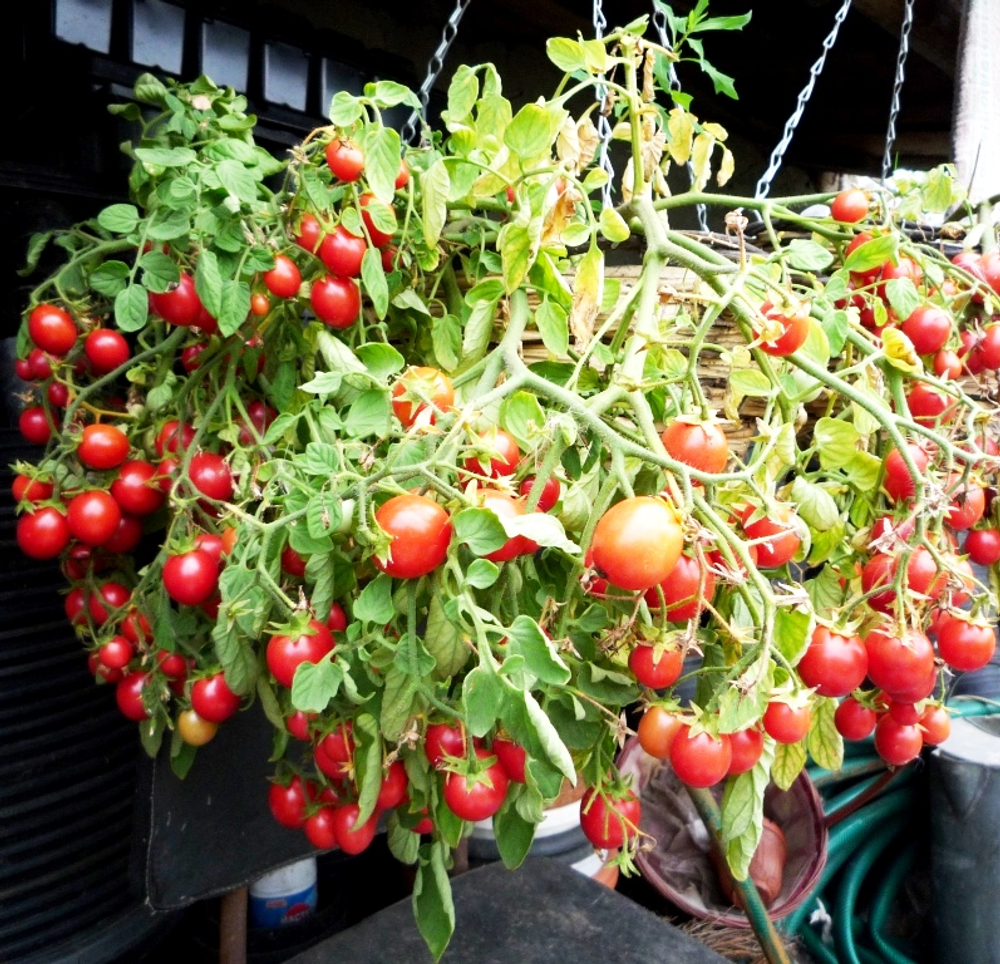 Помидоры для подвесных корзин, ампельные — Garden Pearl