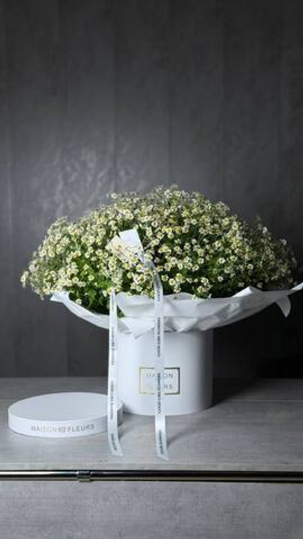 Ромашковое поле