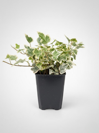 Хедера непальская д.9