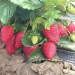 Земляника садовая ( клубника) ремонтантная МОНТЕРЕЙ