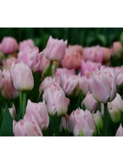 Тюльпаны пионовидные ,луковицы сорт DREAMER (4 штук)