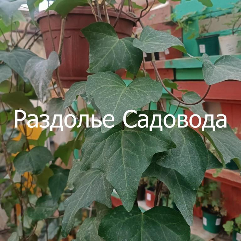 Плющ колхидский Дентата