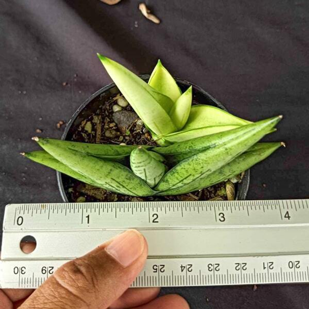 Сансевиерия MINI GOLD