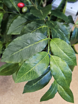 Кофейное дерево искусственное 95см в горшке