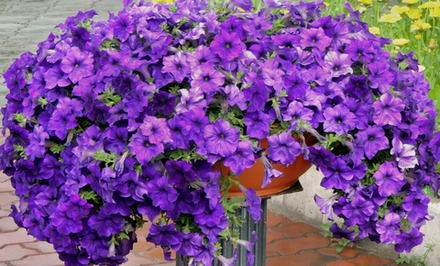 Петуния Опера Блу Рассада ОКС Март