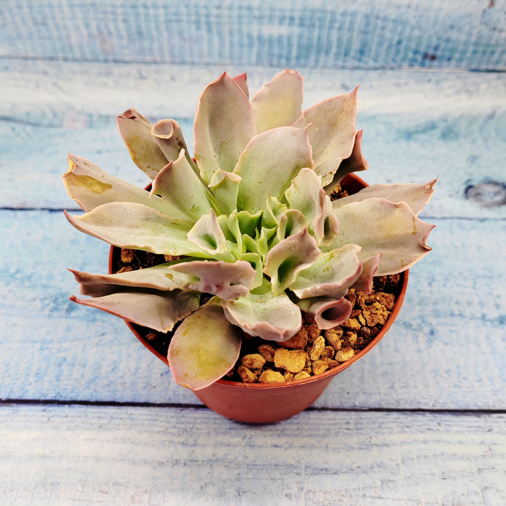 Echeveria Trumpet Pinky (Эхеверия)