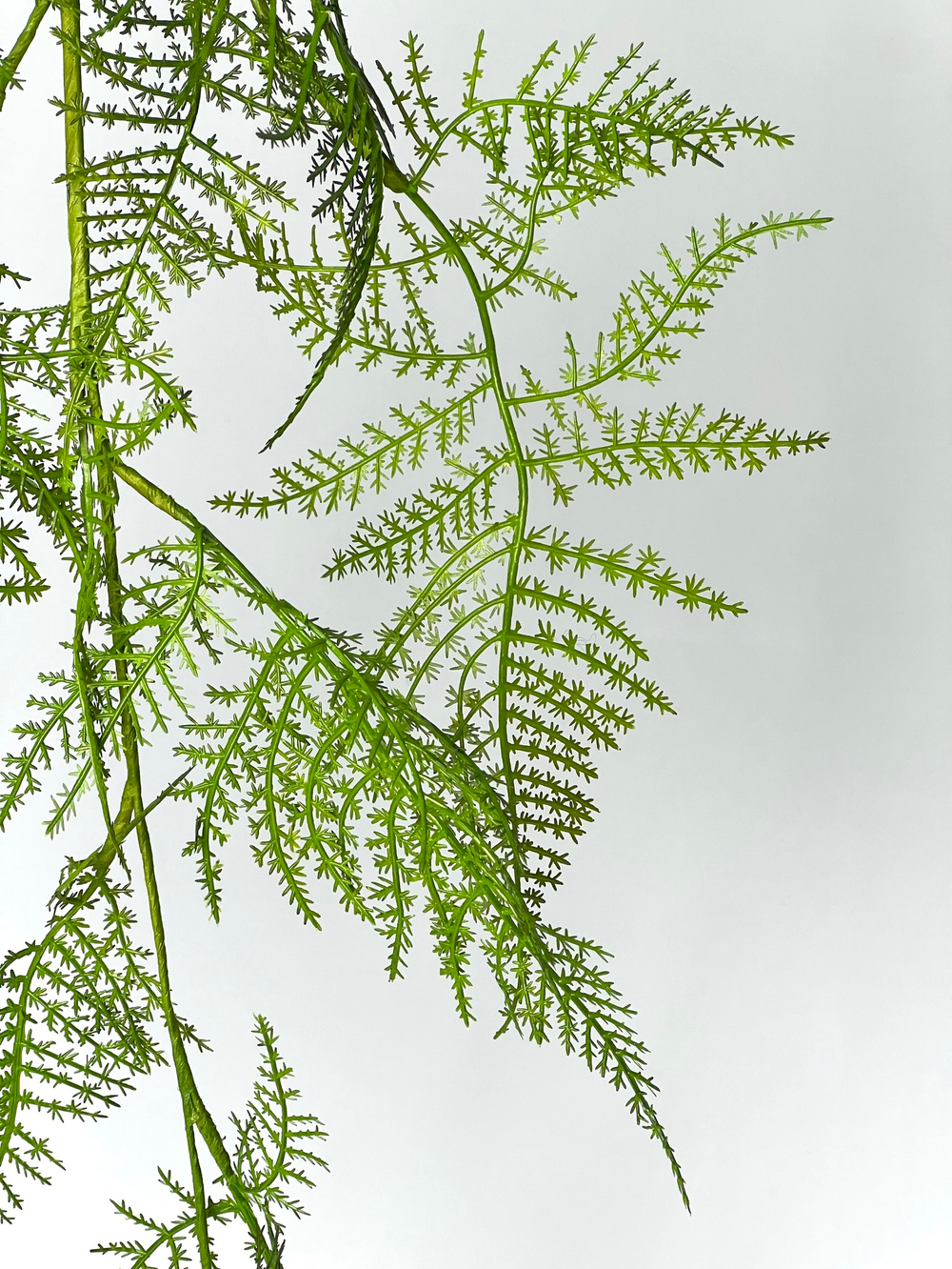 Аспарагус ветка 120 см