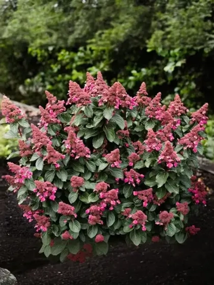 Гортензия метельчатая Инфинити