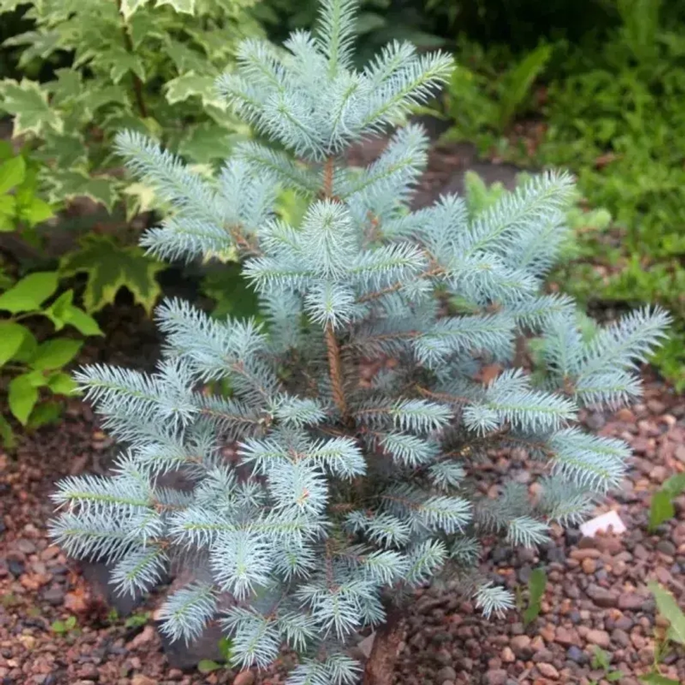 Ель Блю даймонд Закупка М35 наличие 2026