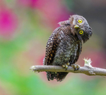 Товар с картинками модификаций