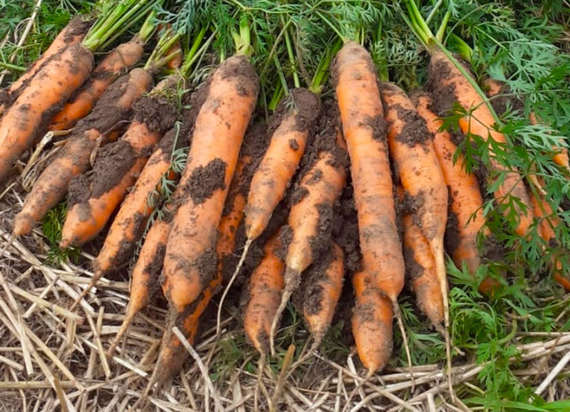 Небула F1 семена моркови нантской (Seminis / ALEXAGRO) культура – фото 2