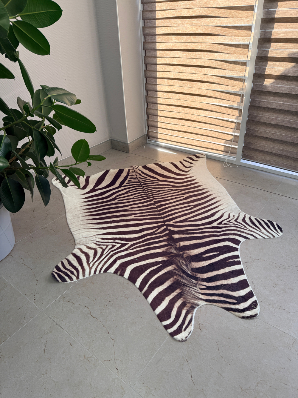 Шкура зебры с ворсом