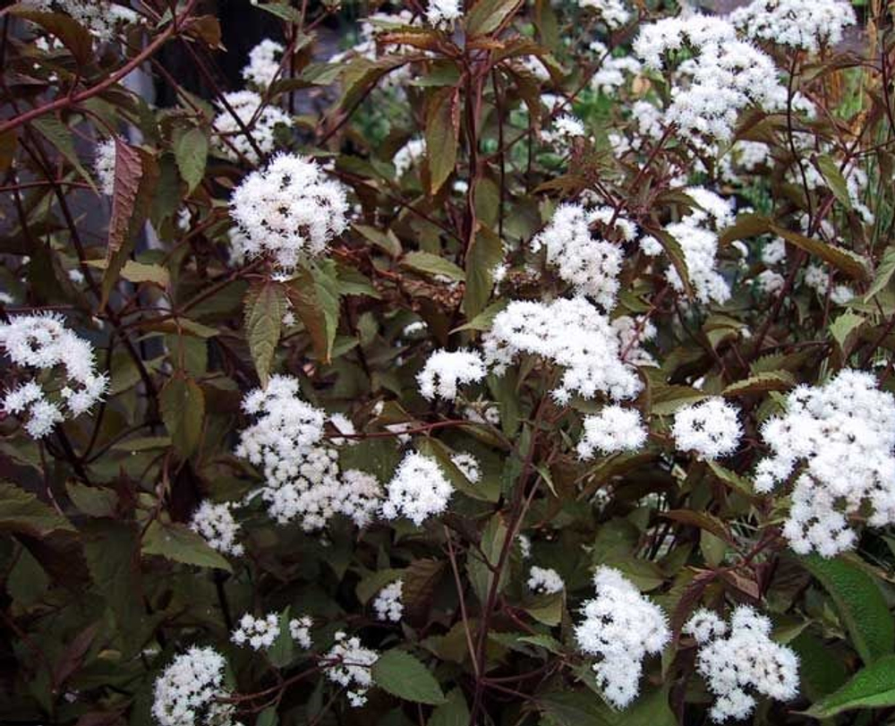 Посконник морщинистый Шоколад С2