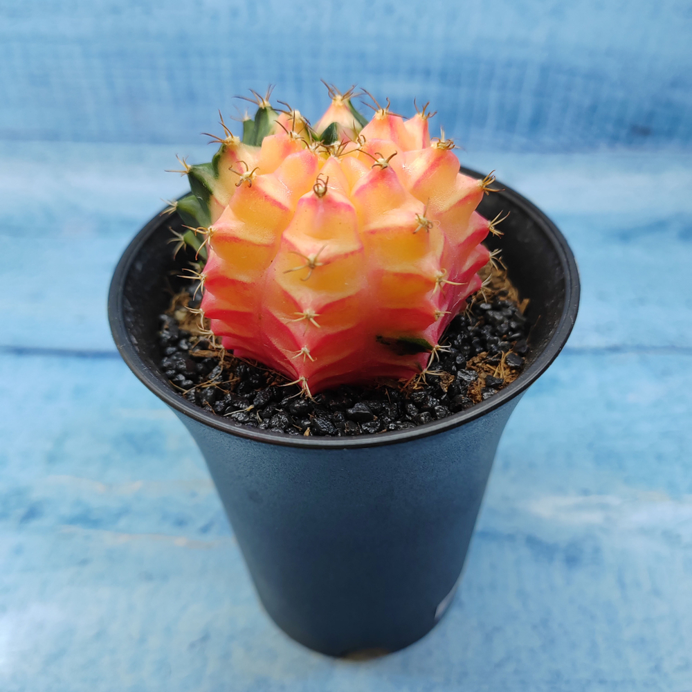 Gymnocalycium Variegata (Гимнокалициум Вариегатный)