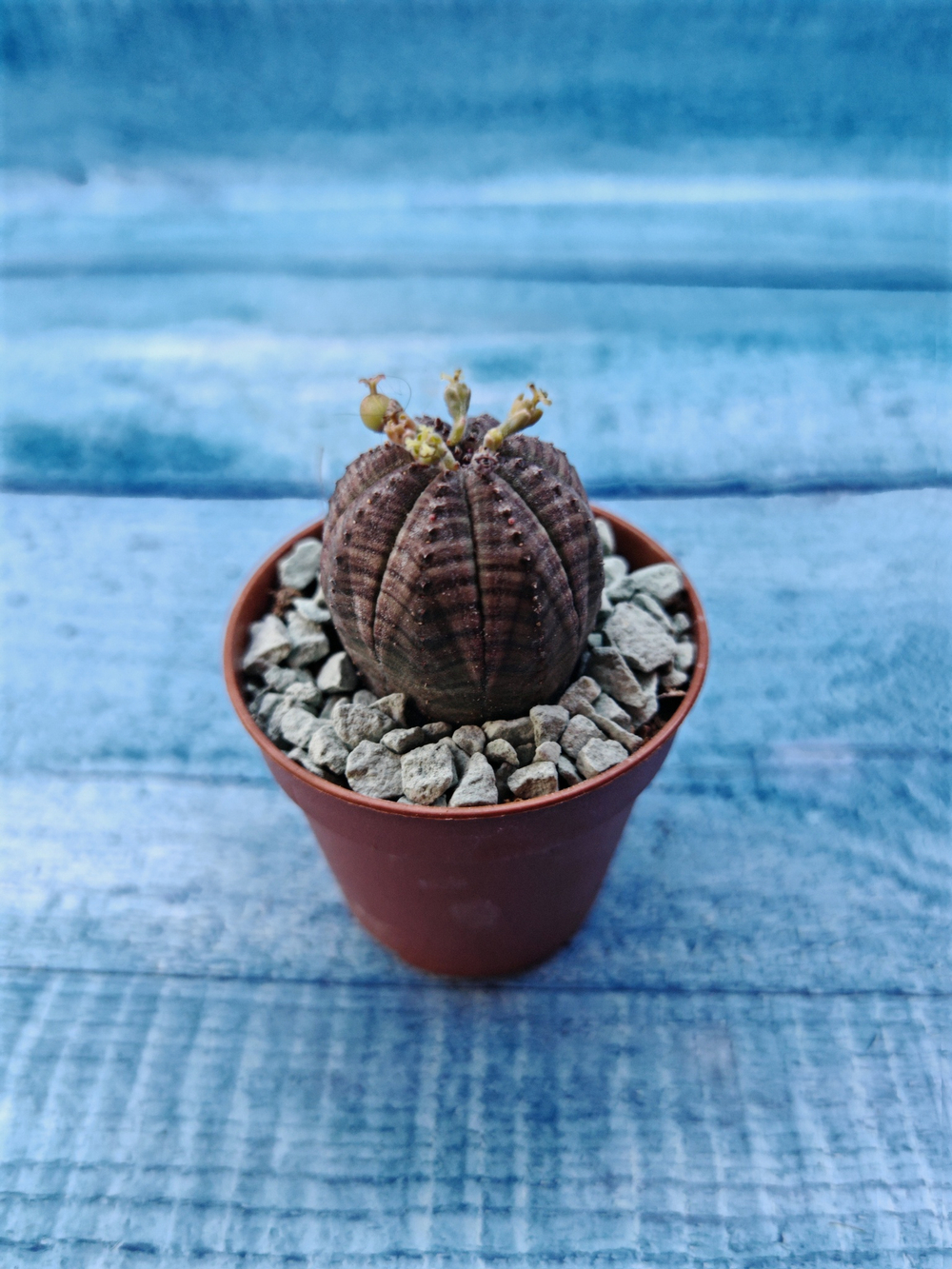 Euphoria Obesa (Эуфорбия)