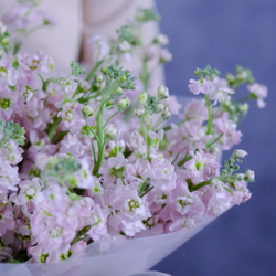 Букет из розовой маттиолы #497