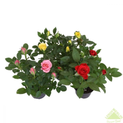 Роза Кордана d10,5см h25-40см