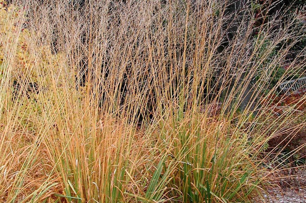 Молиния голубая "Heidebraut". Molinia caerulea "Heidebraut"