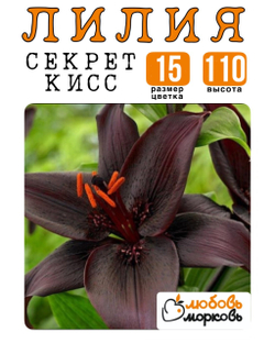 Лилия Луковица, Секрет Кисс, азиатский гибрид, 1 шт