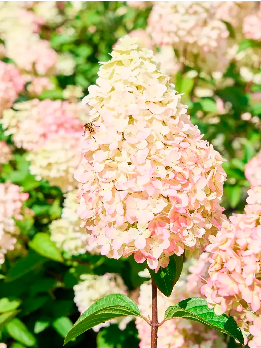 Гортензия метельчатая - Пантеон (саженец в P14)