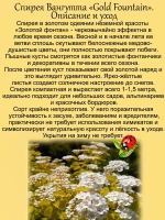 Спирея Вангутта Голден фонтейн Золотой фонтан