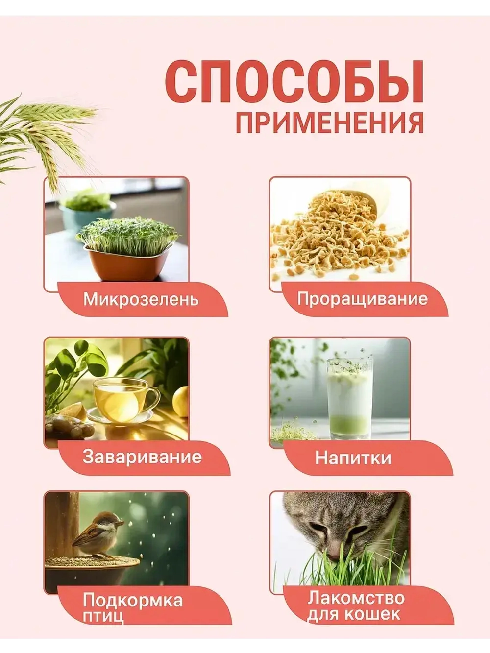 Ячмень для проращивания 5 кг