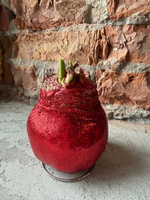 Амариллис луковица - цвет красный блеск